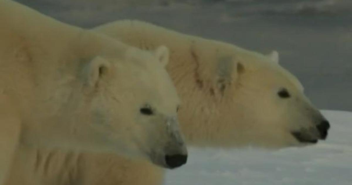Polar bears are inbreeding as climate change melts away Arctic ice,  scientists say - CBS News