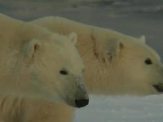 Just horrific': Fatal polar bear mauling happened during storm - Alaska  Public Media