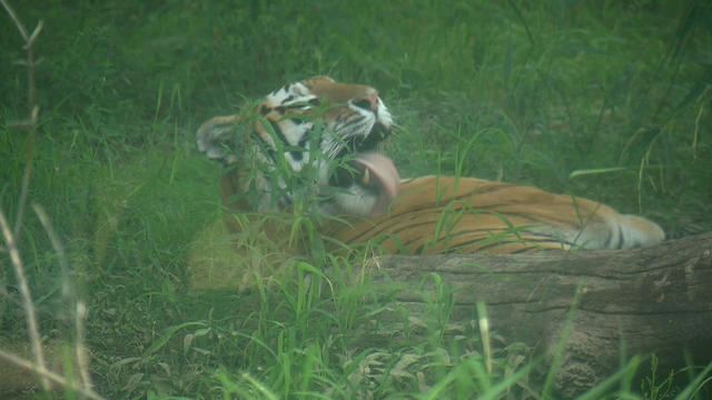 Tiger-At-Minnesota-Zoo.jpg 