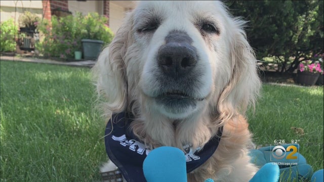 TheoTheDog.jpg 