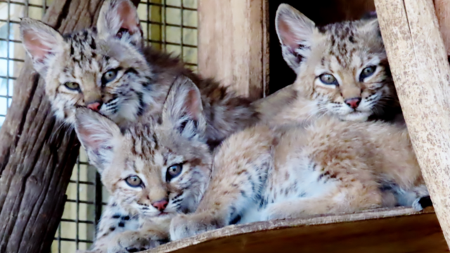 orphaned-bobcats-credit-CPW-SE-Region2.png 