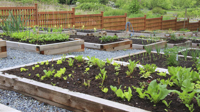 community_gardens-7.jpg 