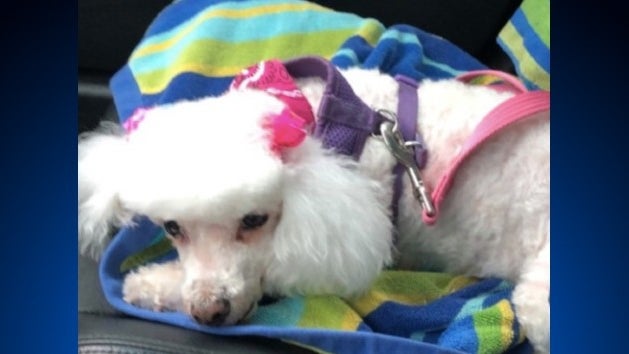 Bri-Bri-Missing-Dog.jpg 