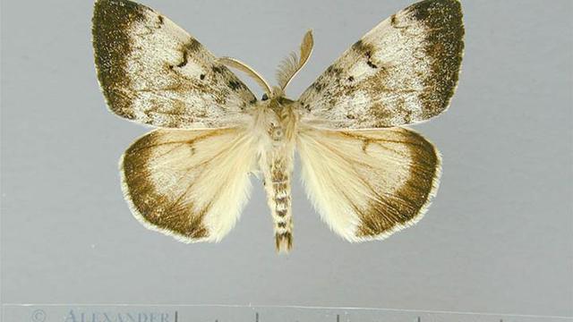 Lymantria_dispar_asiatica_male-asian-gypsy-moth.jpg 