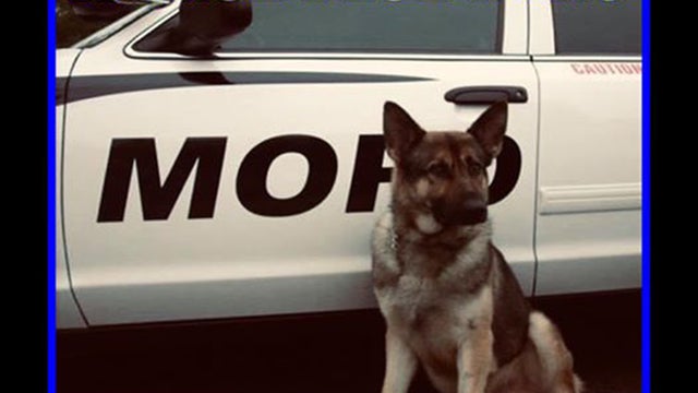 k9nico.jpg 