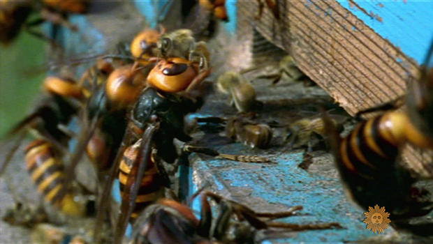 asian-giant-hornets-attack-bee-hive-620.jpg 