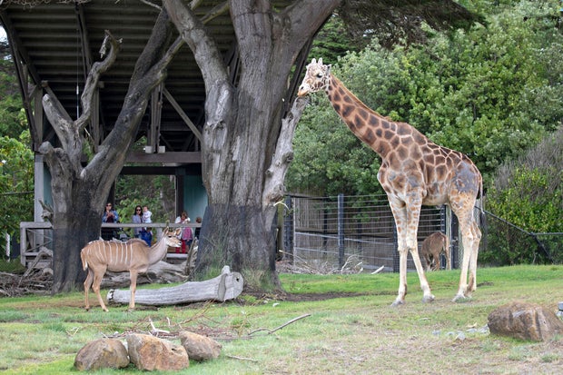 SFZoo_Floyd_By Marianne_Hale_2 