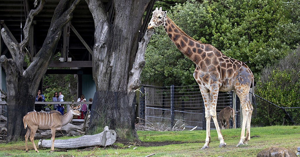CEO of San Francisco Zoo announces retirement amid turmoil 