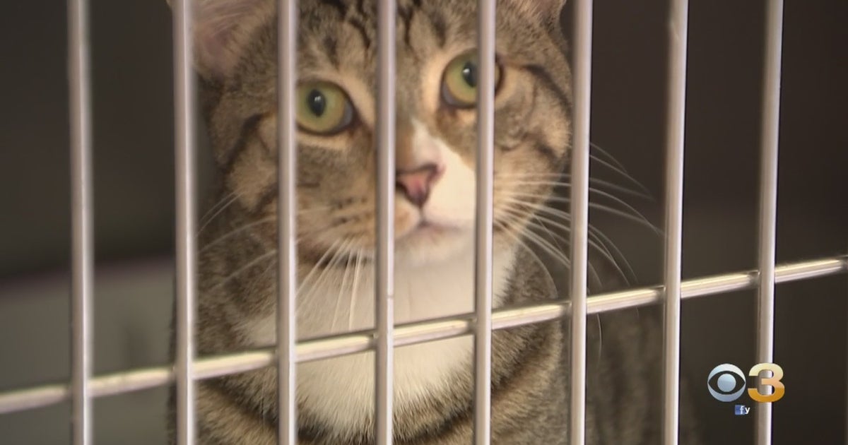 CBS3 Pet Project: PSPCA Reopens By Appointment Only For Cat Adoptions ...