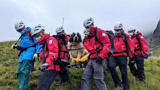 scafell-pike-dog-rescue-01.jpg 
