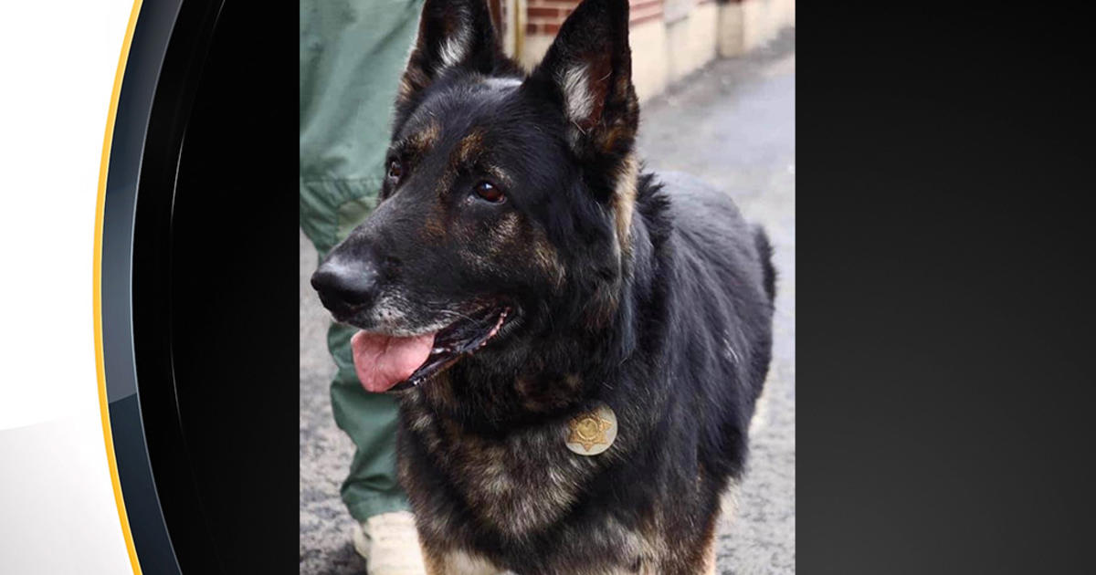 Police K 9 Ciro Passes Away After 8 Years Of Service With Beaver