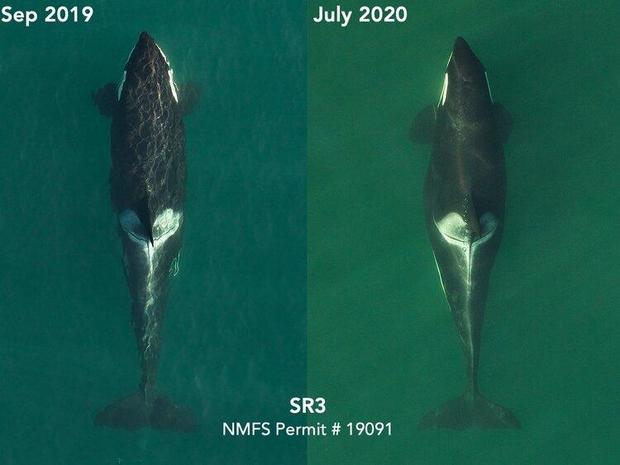 pregnant-whale-photo-july-2020.jpg 