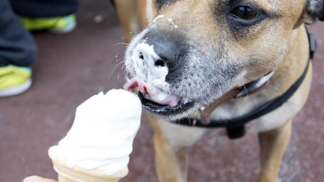 dogicecream.jpg 