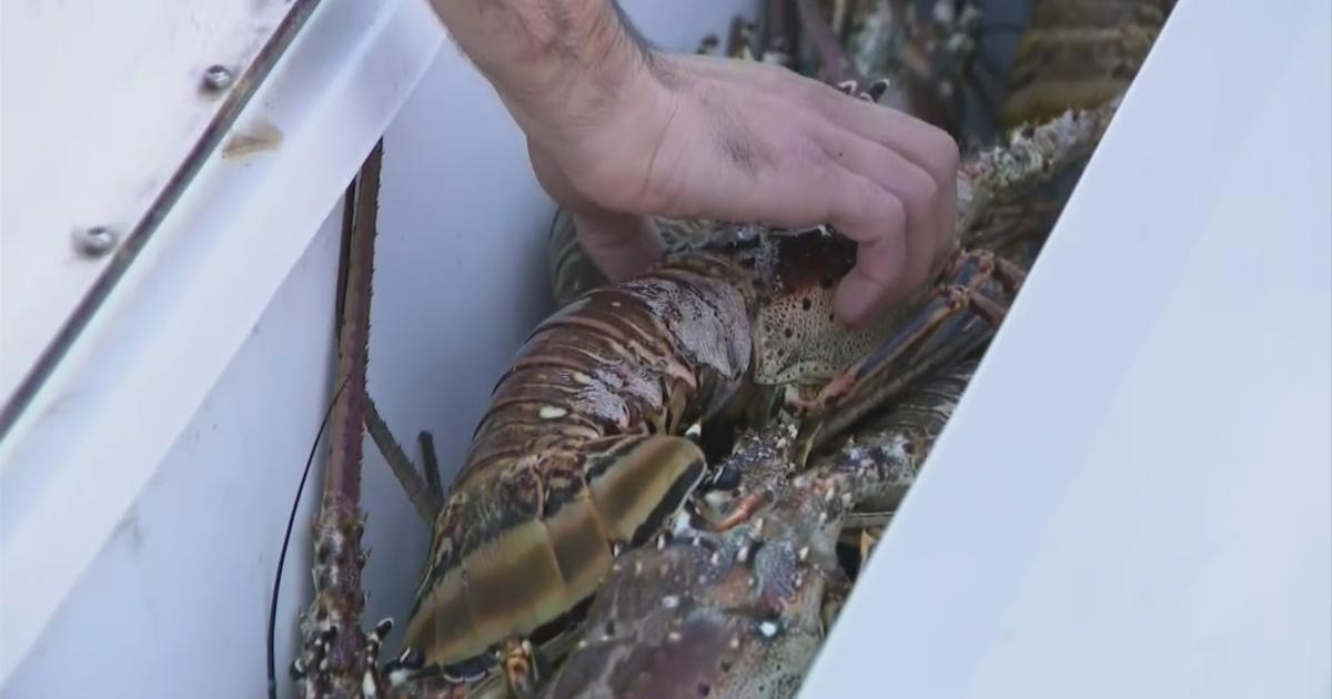 Florida’s lobster mini-season is underway, “bug hunters” are hoping to bag their limit