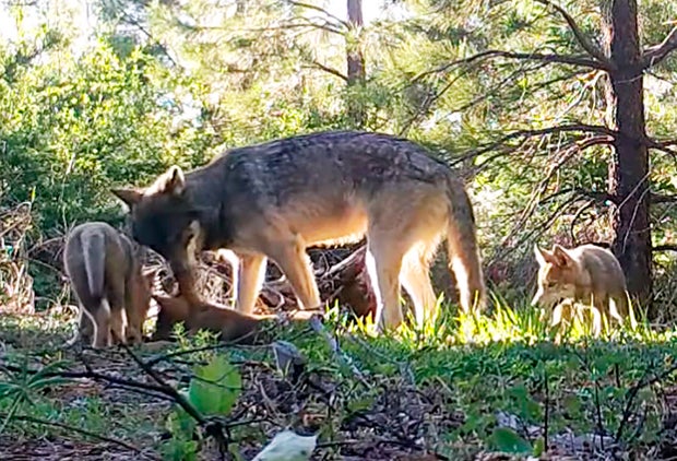 California Wolf Pups 