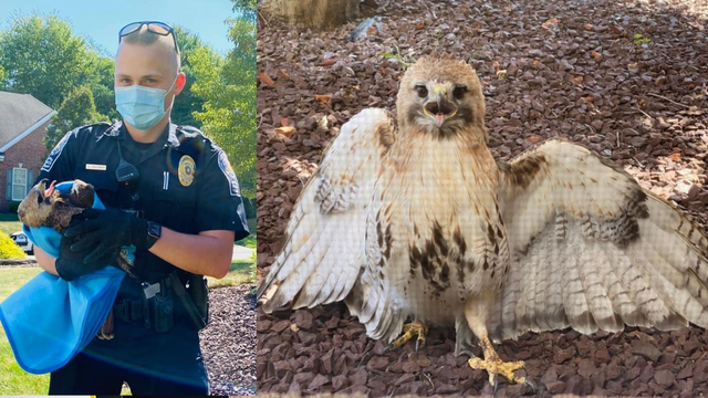 pine-townshp-hawk-rescued.png 