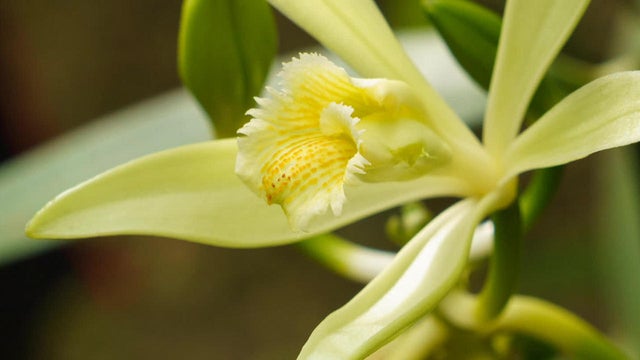 vanilla-orchid-1280.jpg 