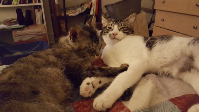 cats.jpeg 