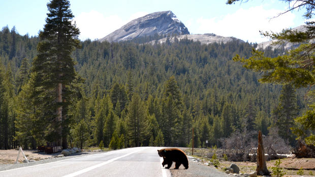 Yosemite bear 