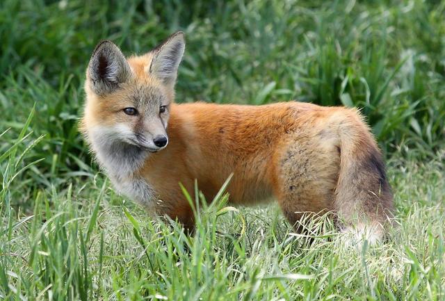 Wild Animals Belong In The Wild': Woman Caught With Wild Fox In Colorado  Springs - CBS Colorado