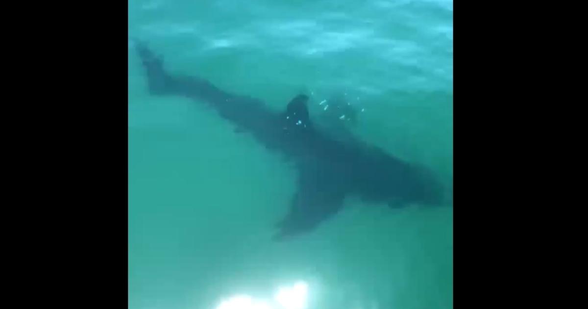 WATCH Shark Spotted Off Cape Cod's Nauset Beach CBS Boston