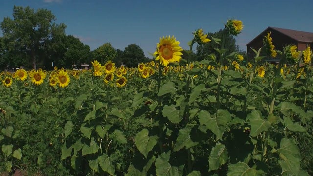 sunflower-fields-.jpg 