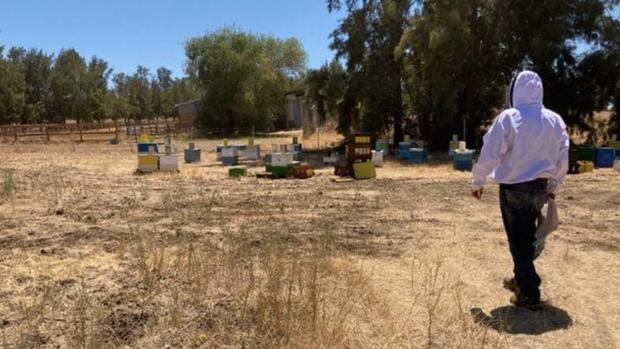 stolen bees yolo county 