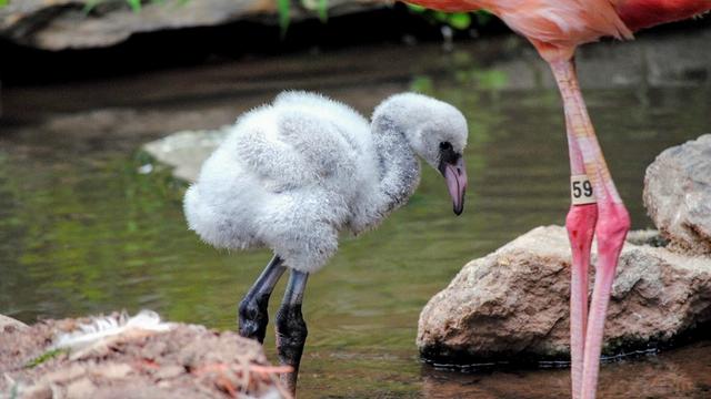 new-baby-flamingo-at-philly-zoo.jpg 