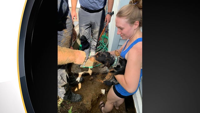 dog-under-house-beaver-falls.jpg 