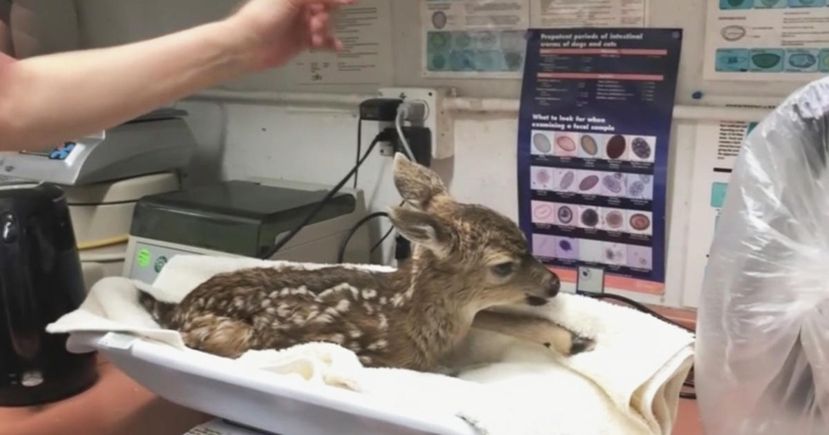 Deadly Deer Disease Spreading Through Bay Area - CBS San Francisco