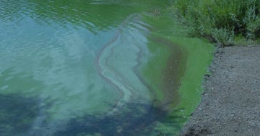 Blue Green Algae Blooms Found At Bear Creek Reservoir In Lakewood CBS