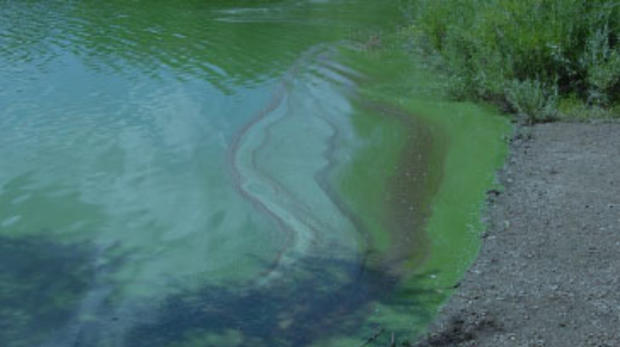 Bear Creek Lake Algae (Bear Creek Lake Park, City of Lakewood FB) 