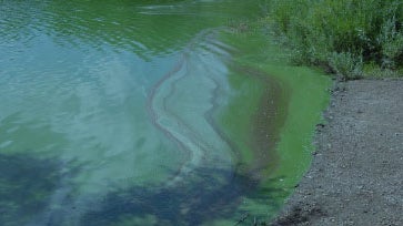 Bear-Creek-Lake-Algae-Bear-Creek-Lake-Park-City-of-Lakewood-FB.jpg 