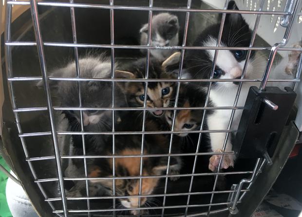 Kittens Saved 6 (from Weld County SO) 