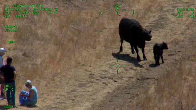 cow-couple-rescue-CHP-Golden-Gate-Air-Division.jpg 