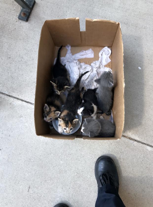 Kittens Saved 5 (from Weld County SO) 