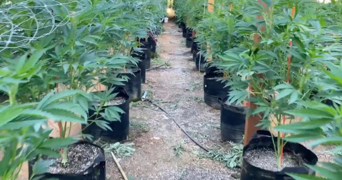 Thousands Of Plants Seized In Raid At Illegal Marijuana Grow Site In ...
