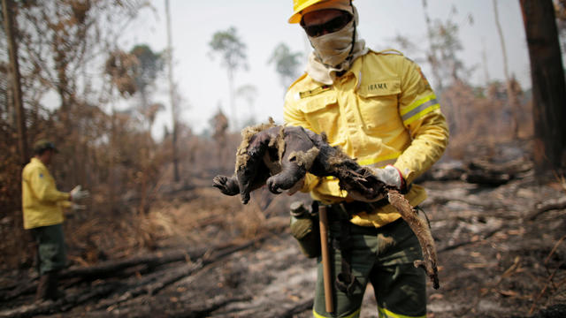 A Brazilian Institute for the Environment and Renewable Natural Resources (IBAMA) fire brigade member holds a dead anteater while attempting to control hot points in a tract of the Amazon jungle near Apui 