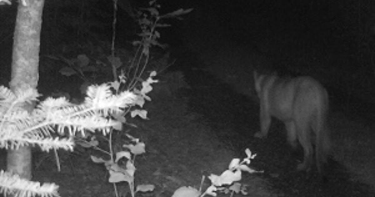 Dnr Confirms 6 Cougar Sightings In Michigan Cbs Detroit