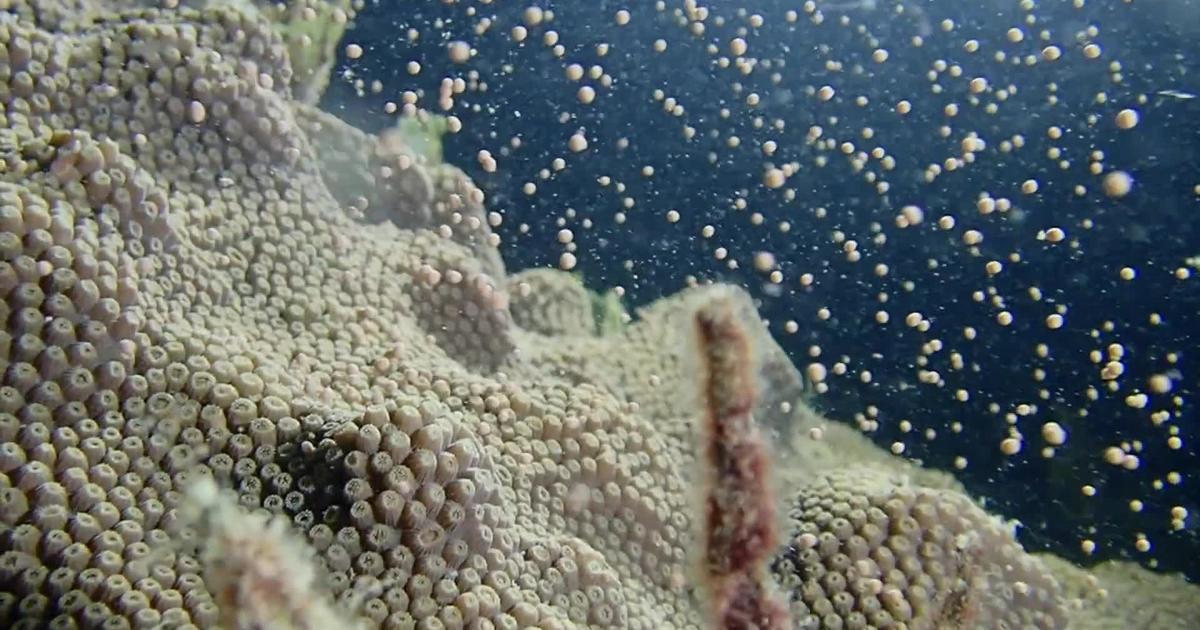 Deep Blue 7 Staghorn Coral