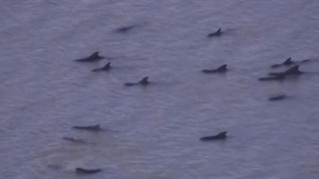 np-1204-whales-640x360.jpg 