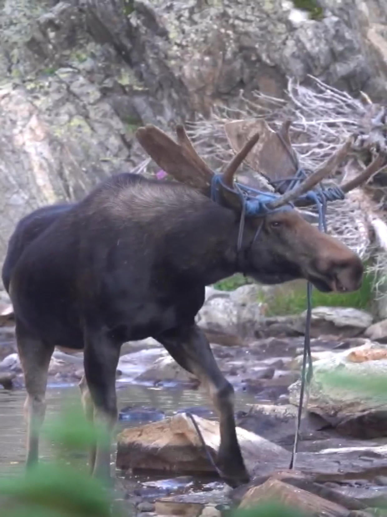 Keep An Eye Out For This Moose With A Rope Tangled In Antlers - CBS ...