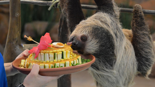 vivien the sloth birthday 
