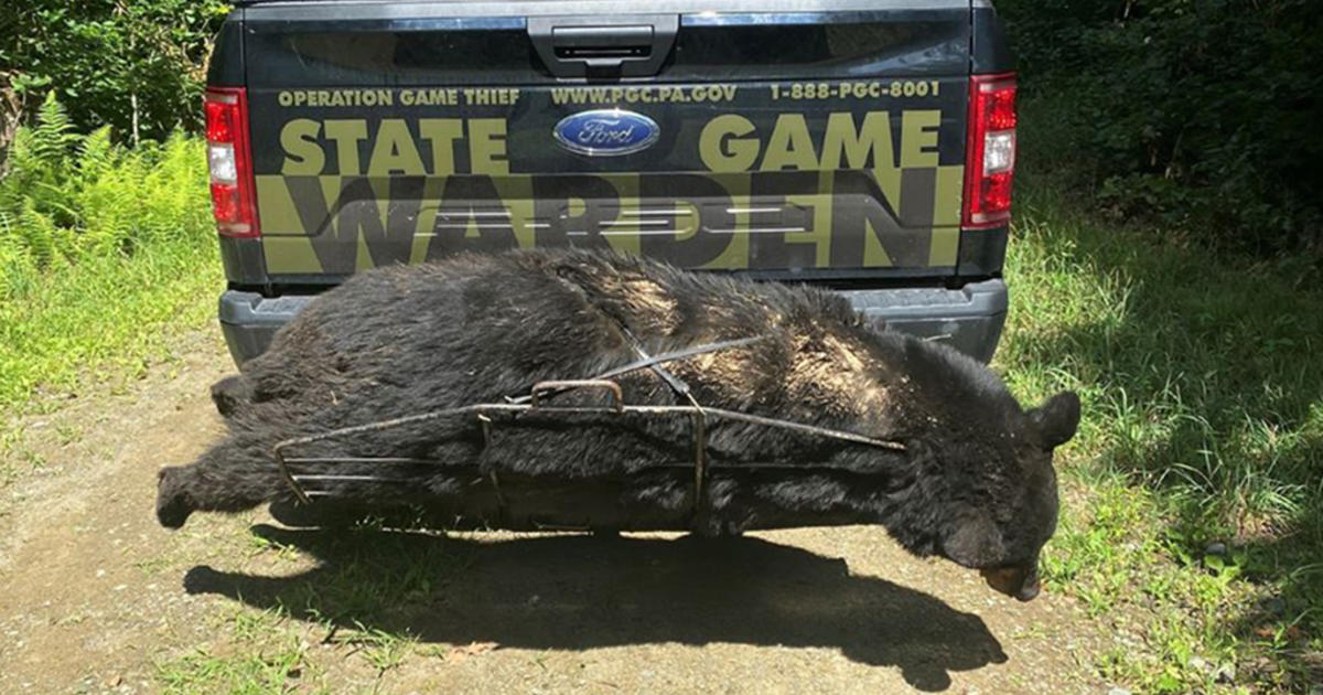 Pa. Game Commission Seeking Information Related To Killing Of Black