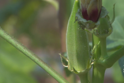 Growing okra 