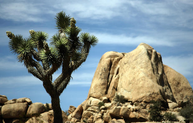 View of a Joshua tree in the 1,234-squar 