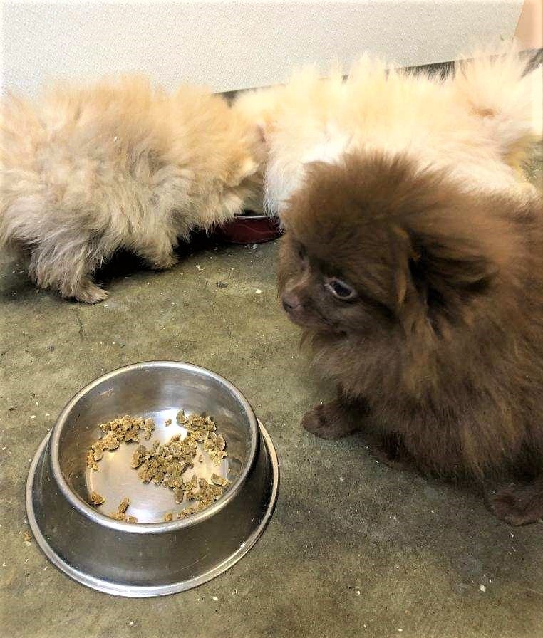 smuggled puppies from Russia 