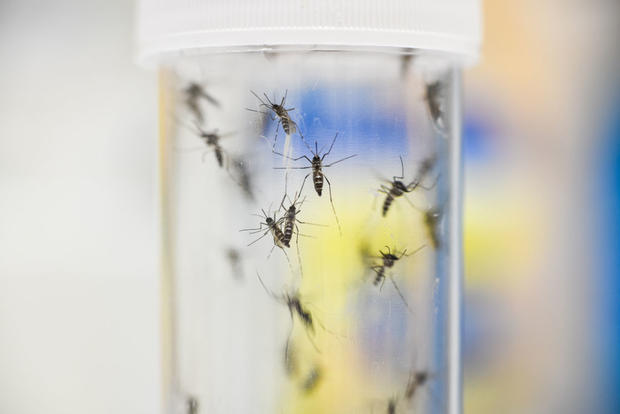Scientists Investigate Whether Climate Change Will Encourage Arrival Of Tropical Diseases Via Mosquitoes 