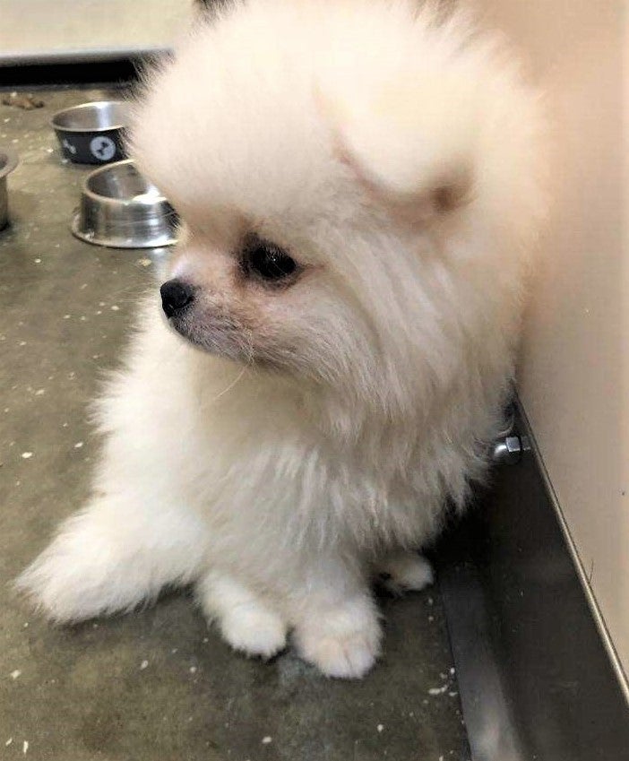 smuggled puppies from Russia 