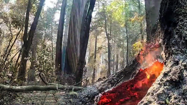 Redwoods Burned in Big Basin Redwoods State Park 